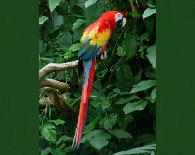 Morte e poluição nas estradas