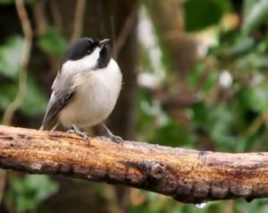 Delimitação de terras e crise ambiental