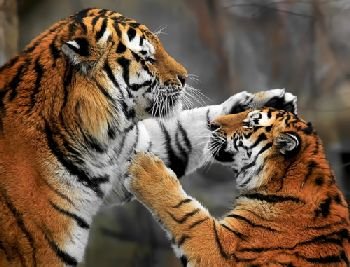 Os tigres asiáticos