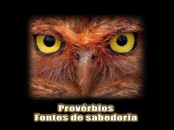 A contradição dos provérbios